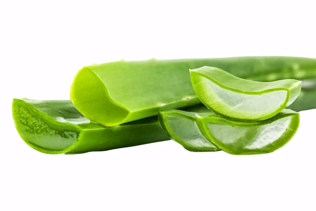 aloe vera