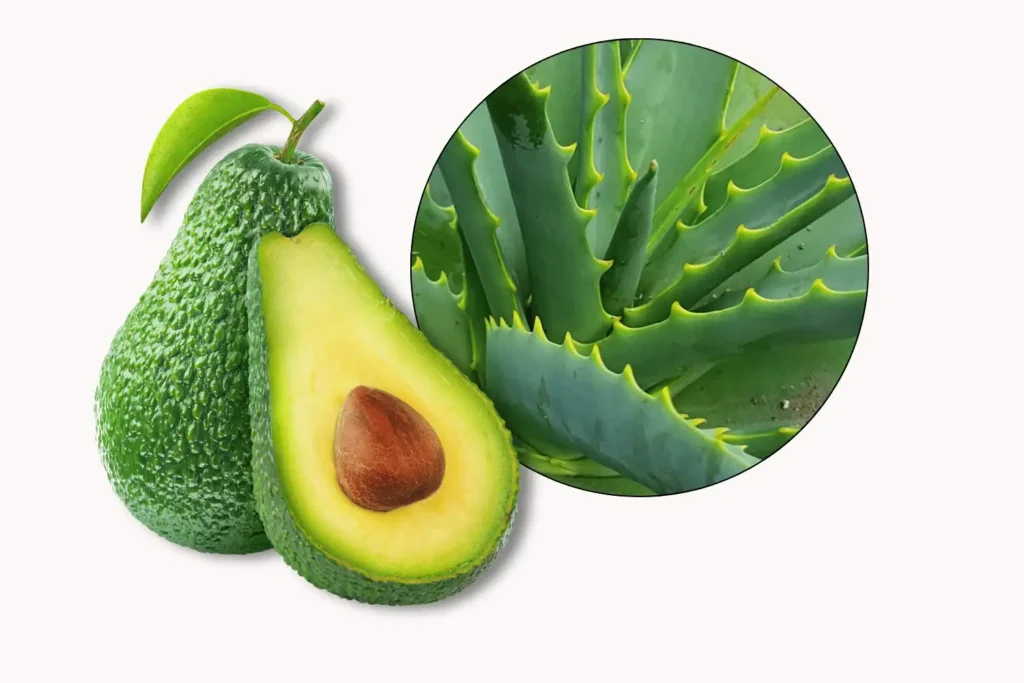 Hydrating Aloe Vera & avocado Mask