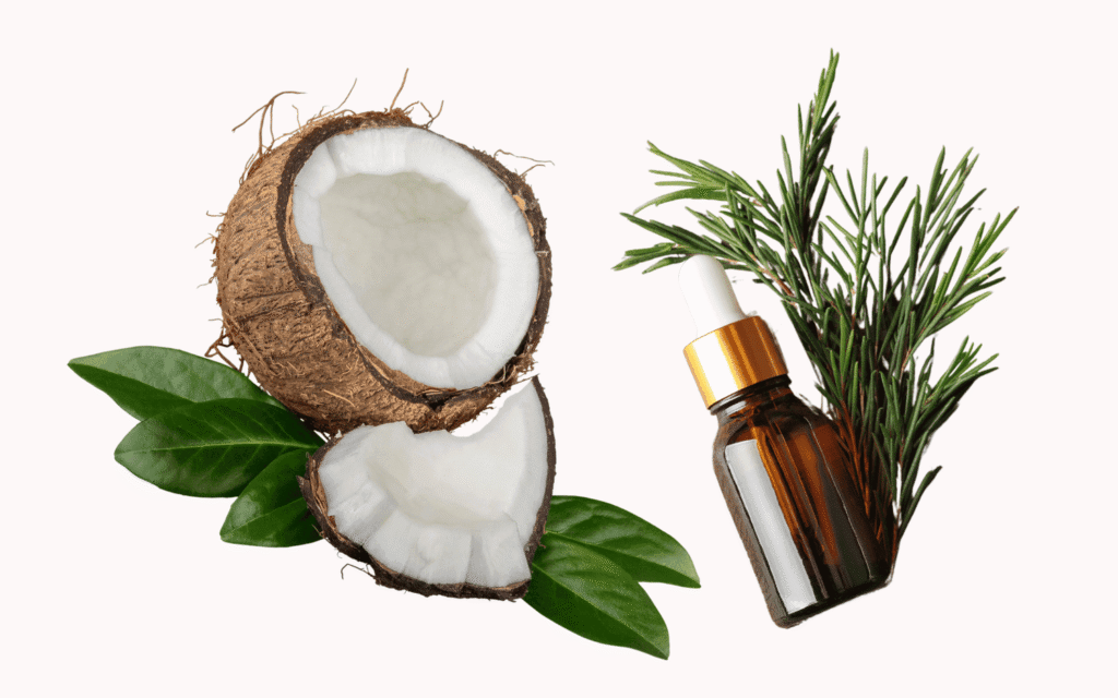 Illustration of a coconut, leaves, tea tree and tea tree oil