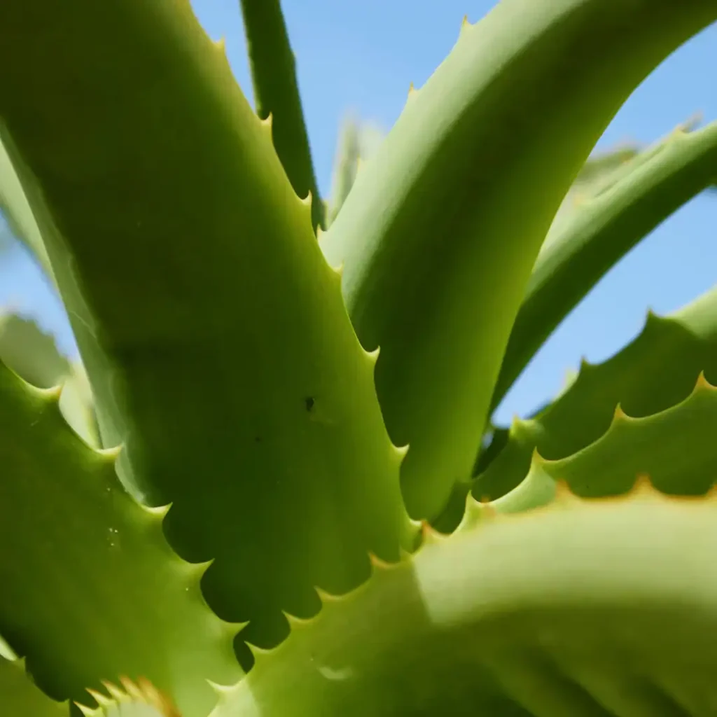DIY aloe vera body scrub