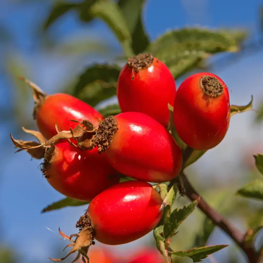 How To Make Rosehip Oil At Home