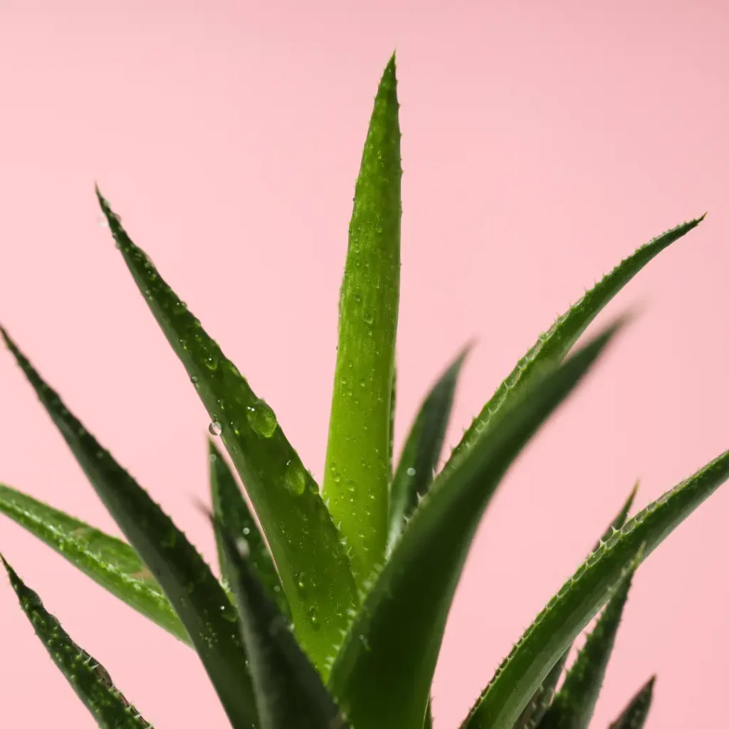 wet cactus plant on a plain pink background