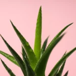 wet cactus plant on a plain pink background