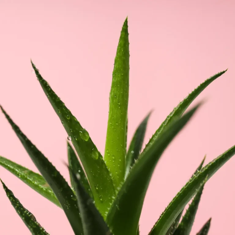 wet cactus plant on a plain pink background
